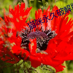 猫咪(咪)永久破解版大象