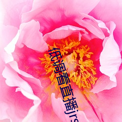 低调(調)看(看)直播jrs飞(飛)速(速)直(直)播