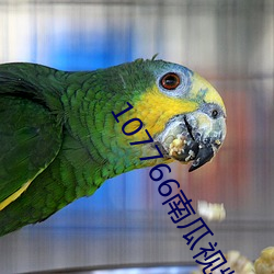 107766南瓜視頻