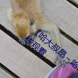 《哈大叔(叔)昂～哈昂够了太(太)多了》免(免)费不(不)卡在线(線)观看
