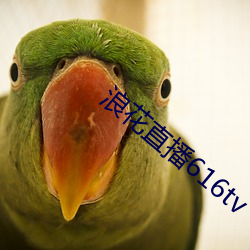 浪花直播616tv
