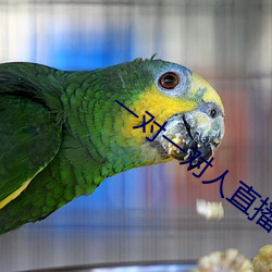 一對一對人直播平台