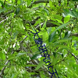 大象研(研)究(究)nc天天看