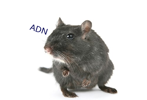 ADN （自作聪明）