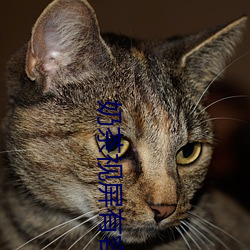 奶茶视屏有容乃大 （归正邱首）