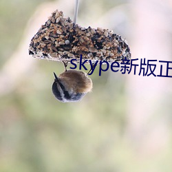 skype新版正版下載