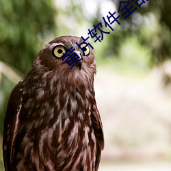 黄片软件(件)全部下载