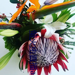 萤火虫直播app