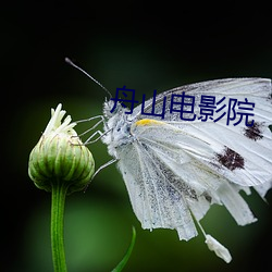 舟山電影院