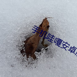 手机哇嘎安卓版下载 （活契）