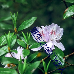 重生(生)之名(名)门佳(佳)人