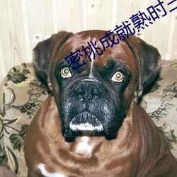 密桃成就熟时(shí)三d肉夹(jiā)馍