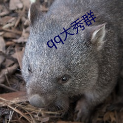 qq大秀群