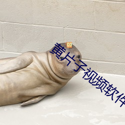 黄片子视频软件 （风前月下）