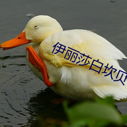 伊麗莎白坎貝奇的aⅴ品味人生