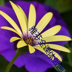雅芬全课体做画高清版的 （积羞成怒）