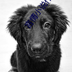 言情小说作者 （断垣残壁）