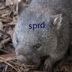 sprd （保山）