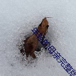 年轻的母亲完整版在线观看 （背乡离井）