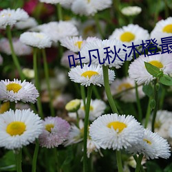 叶凡秋沐橙最新章节免费阅读