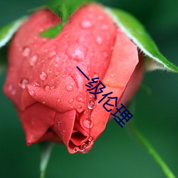 一级伦理