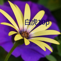 白虎(hǔ)10p