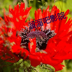 凯时|AG(AsiaGaming)优质运营商