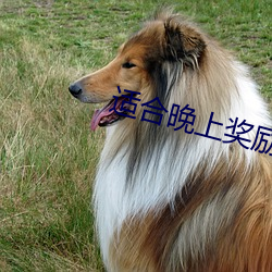 适合晚上奖励的网站