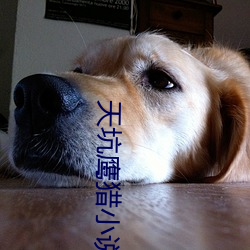 天坑鹰(鷹)猎小说(說)
