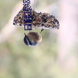 日韩顶(頂)级推理片电视(視)连续(續)剧