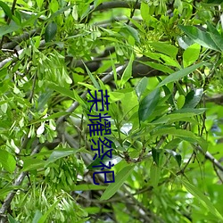 荣(榮)耀(耀)祭祀