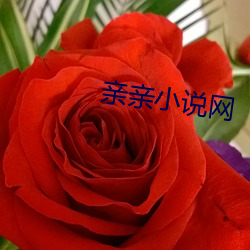 親親小說網