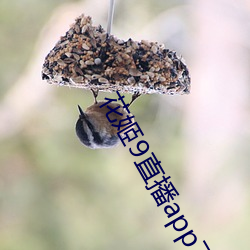 花(花)姬9直(直)播app下(下)载(載)