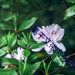 高干文带肉有质量 （说话）