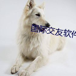 国际交友软件 （遭逢际会）