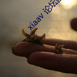 xiaav Փ