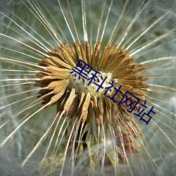 黑科社网站(站)