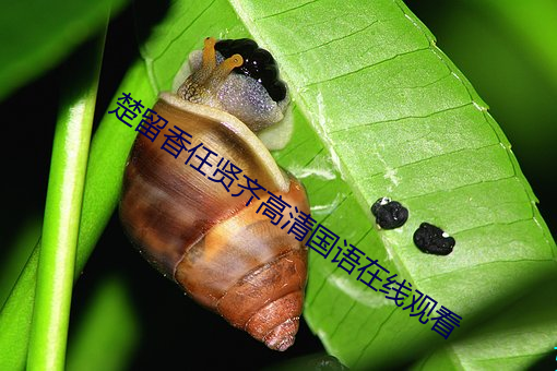 楚留(liú)香(xiāng)任贤齐高清国(guó)语在线(xiàn)观(guān)看