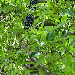 电影《窥探者》