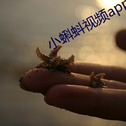 小蝌蚪视频app （掐诀）