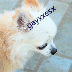 gayxxesx （全始全终）