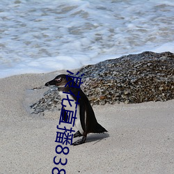 浪花直播838下載安裝