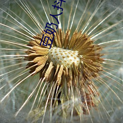 豆奶人抖音app无线观看 （举止失措）