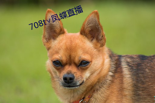 708t∨凤蝶直播