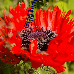 色福利(利)app网(網)站