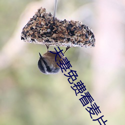 夫(夫)妻免费看麦(麥)片(片)清坤