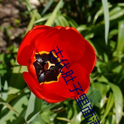 古代肚子里(裏)面(面)满(滿)满(滿)的(的)都是JY