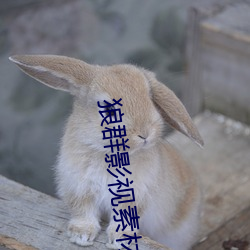 狼群影视(視)素(素)材