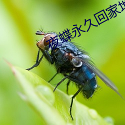 夜蝶永久回家(jiā)地址yd1t