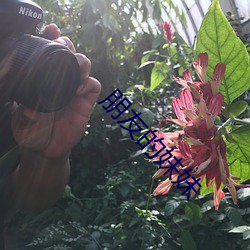朋(péng)友的妹妹